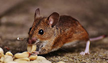 24 Hour & Emergency Exterminators in West View, PA
